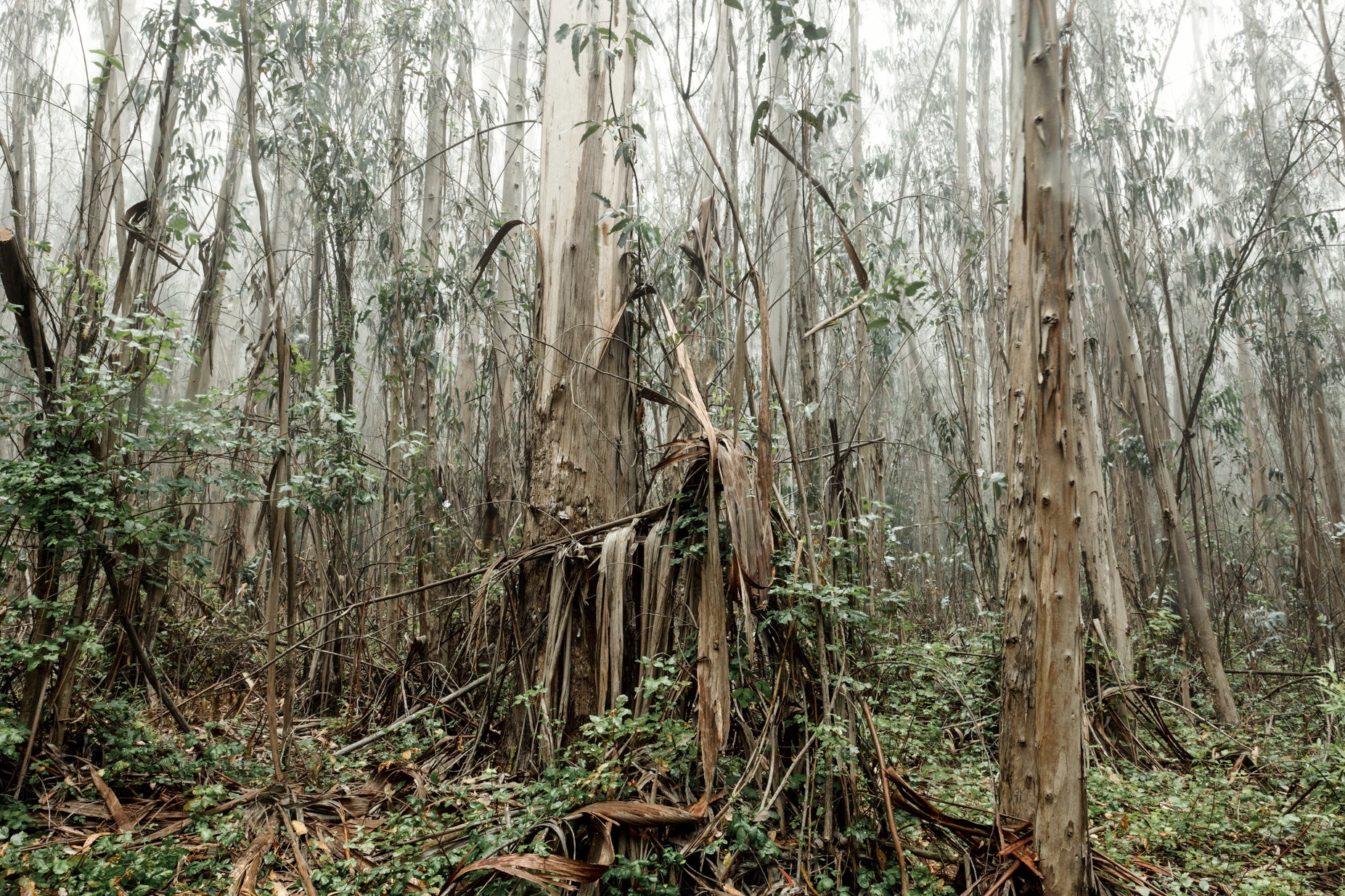 files/nicholask-eucalyptus.jpg